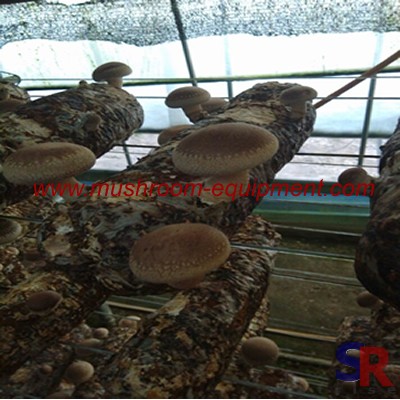 Cheap stock log dried shiitake cultivating fungi