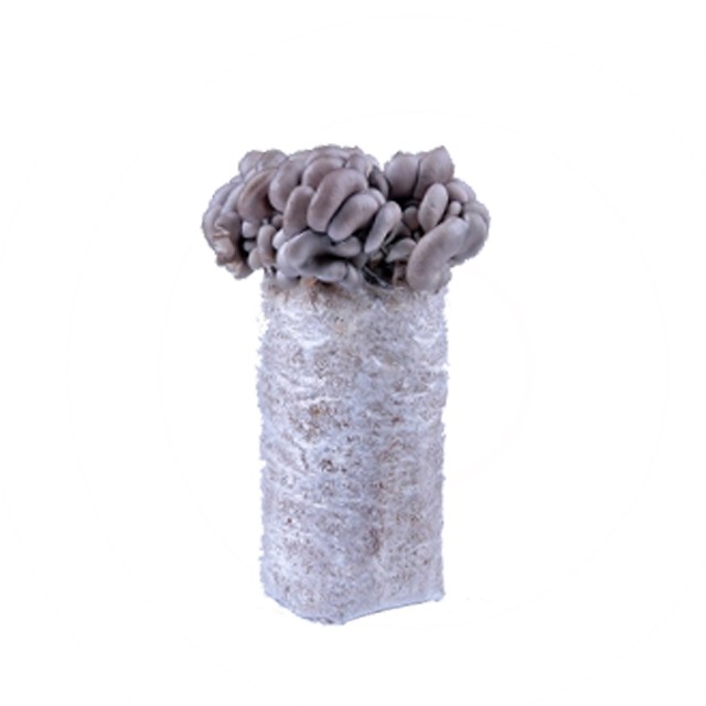 Oyster mushroom spawn grow kit