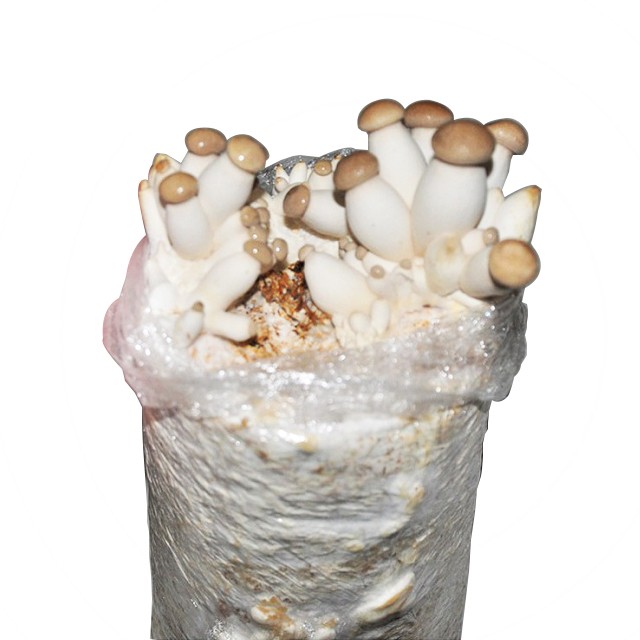 Shitake mushroom spawn grow logs