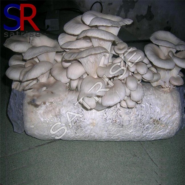 Wholesale mushroom growing kit oyster mushroom mycelium