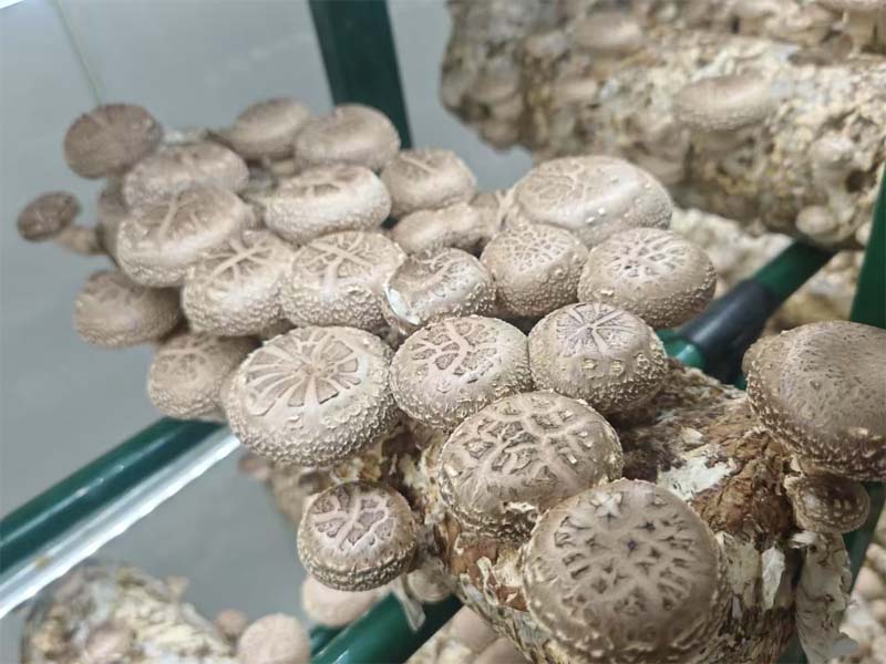 Mushroom Growing Container Project Boosts Yields by 3X