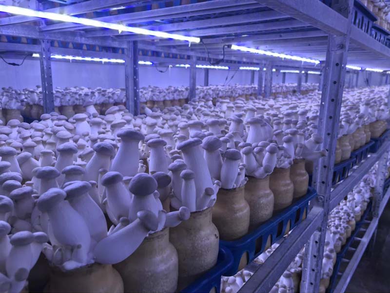 Eryngii Plant Project: Your Guide to a High-Profit Cultivation Enterprise