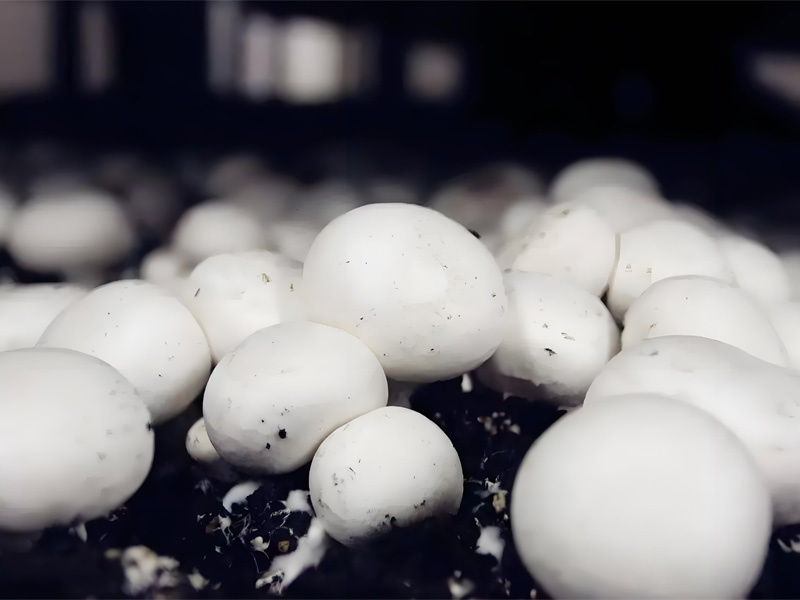How to Build a Profitable White Button Mushroom Farm with Stable Returns?