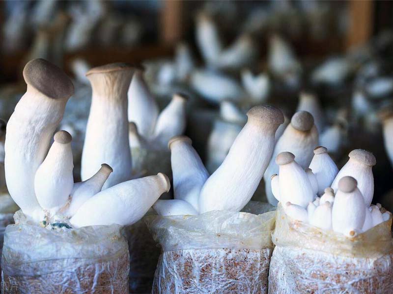 Bottle or Bag: Best Cultivation Method for Eryngii Farms