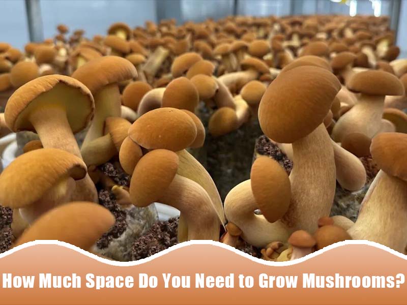 Mushroom Farm Space: Are You Wasting Square Meters?