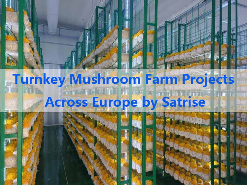 Turnkey Mushroom Farm Projects Across Europe by Satrise